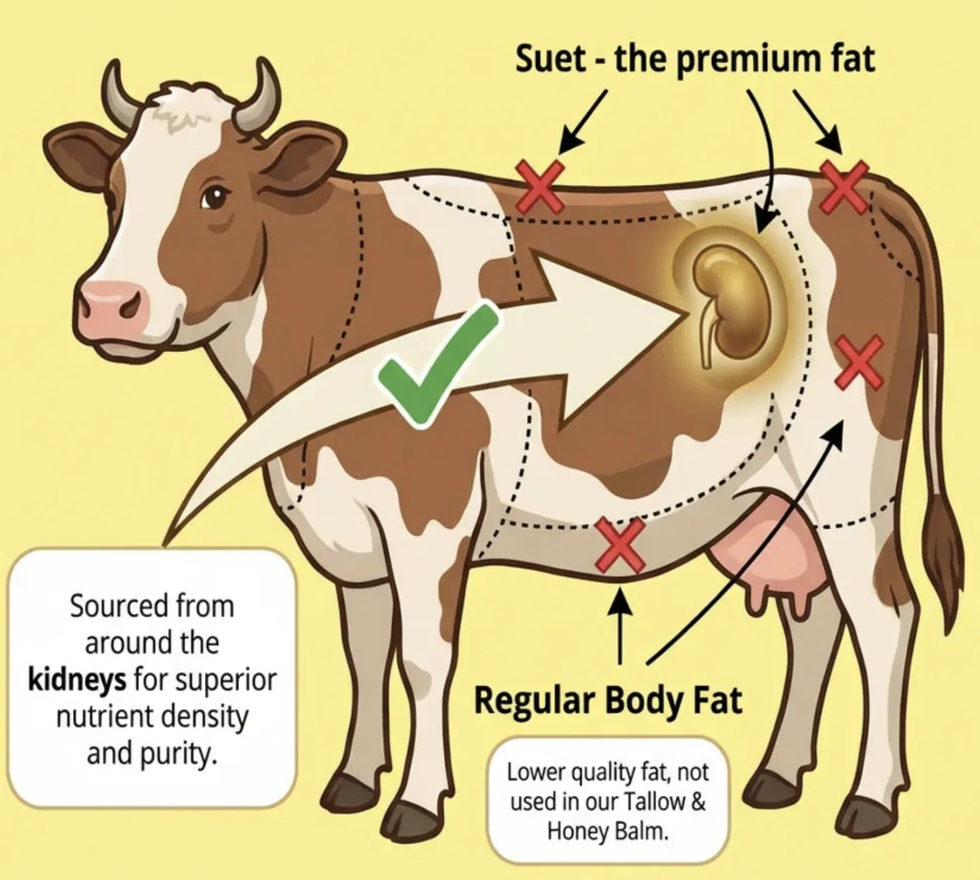 Where premium suet comes from on grass-fed cattle